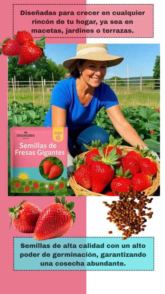 Organicidia® Semillas Fresas Gigantes x100 Semillas-upsell