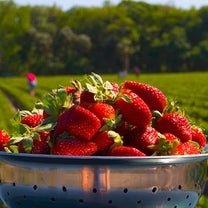 FLOREA - Semillas de Fresas gigantes ®Y